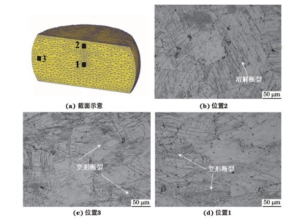 圖３ 在９８０ ℃、應變速率為０．０１０s－１下壓縮至應變量為３０％后GH４１６９合金不同區域的顯微組織